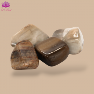 Petriﬁed Wood - Medium - Tumblestone